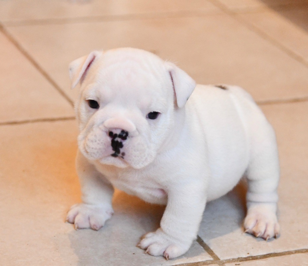 The Bull's Of Sweetness Marchal - Chiot disponible  - Bulldog Anglais