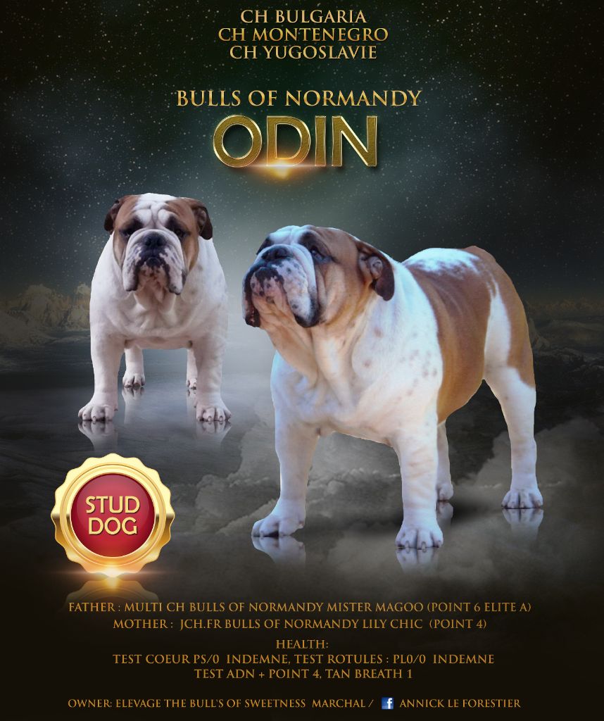 CH. Odin bulls of normandy