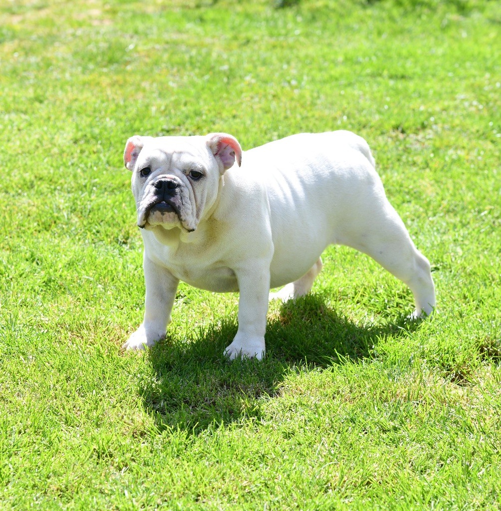 The Bull's Of Sweetness Marchal - Chiot disponible  - Bulldog Anglais