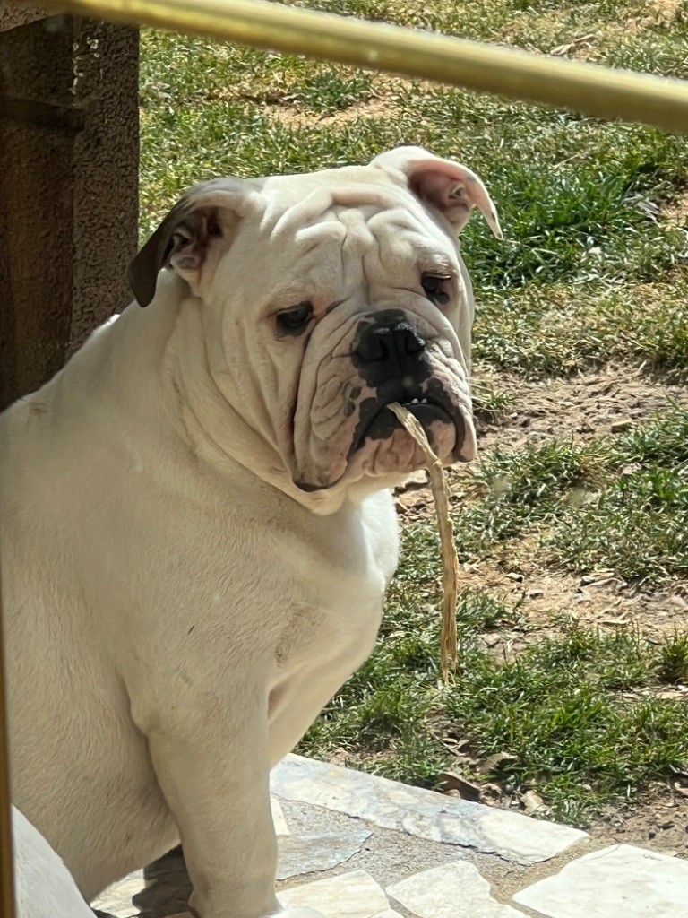 The Bull's Of Sweetness Marchal - Chiot disponible  - Bulldog Anglais