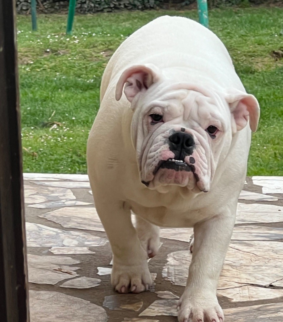 The Bull's Of Sweetness Marchal - Chiot disponible  - Bulldog Anglais