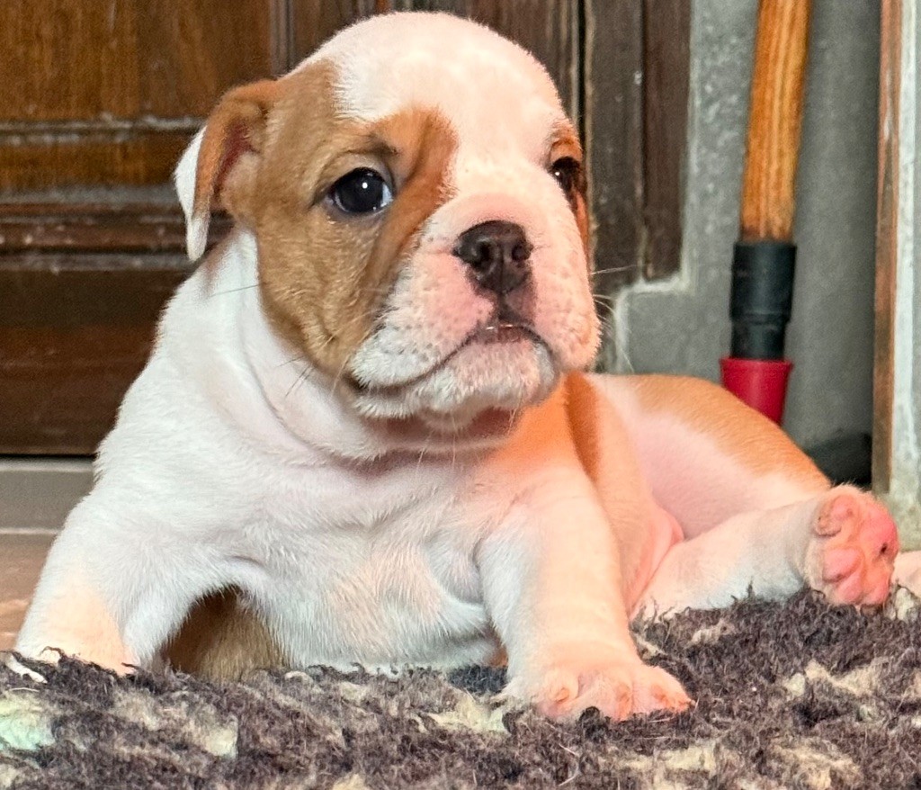 The Bull's Of Sweetness Marchal - Chiots disponibles - Bulldog Anglais