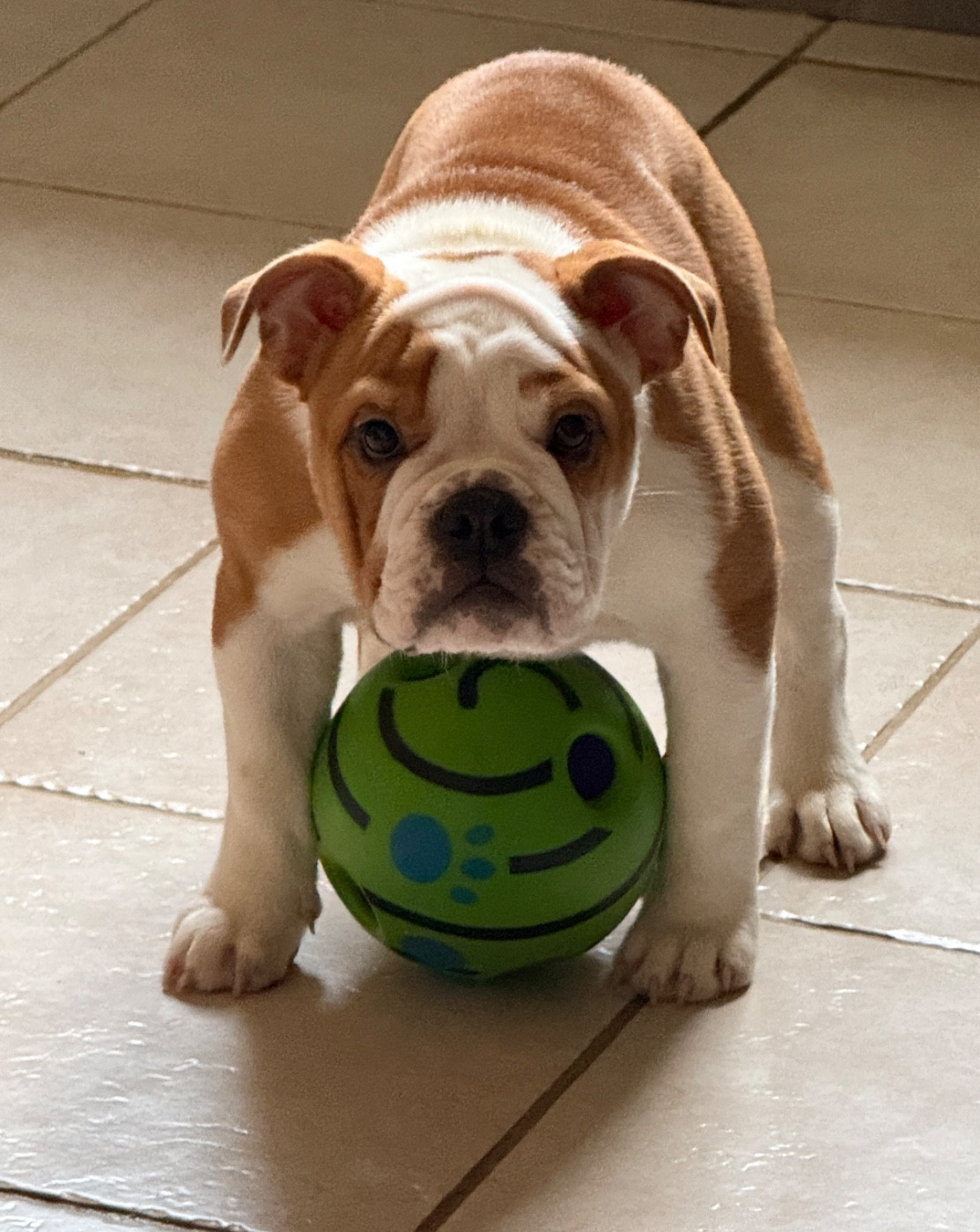 The Bull's Of Sweetness Marchal - Chiots disponibles - Bulldog Anglais