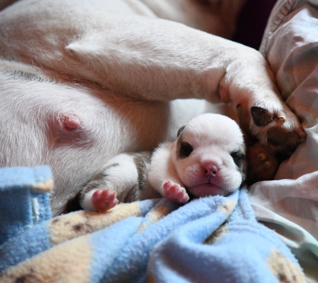 Chiot Bulldog Anglais The Bull's Of Sweetness Marchal