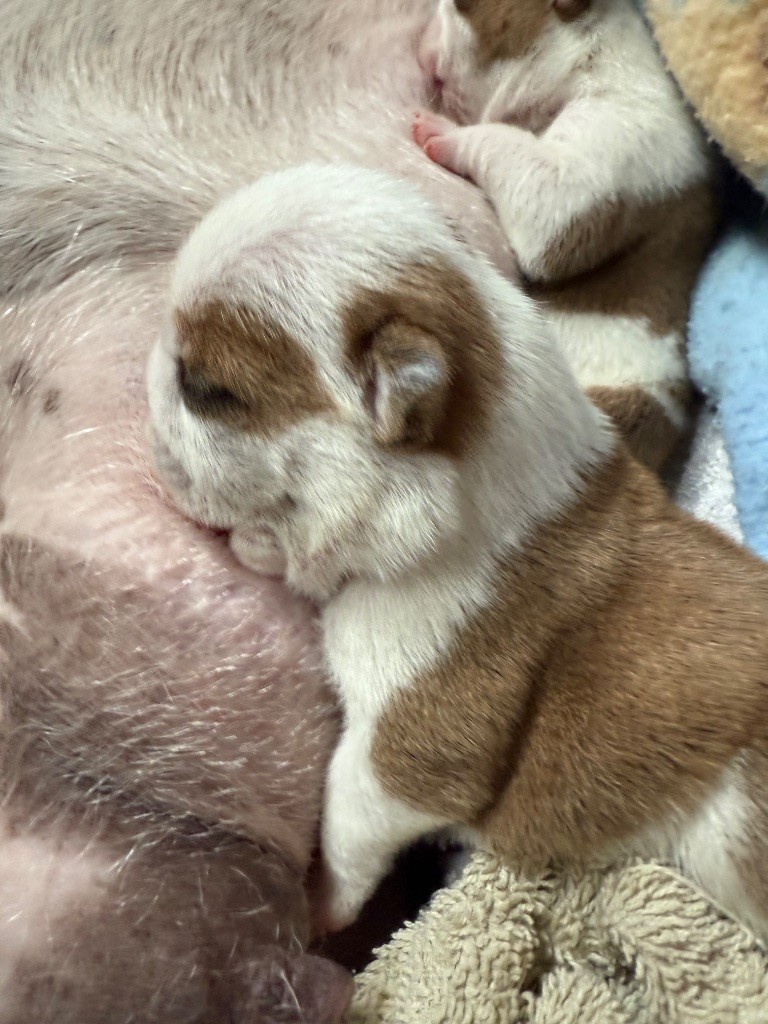 The Bull's Of Sweetness Marchal - Chiots disponibles - Bulldog Anglais