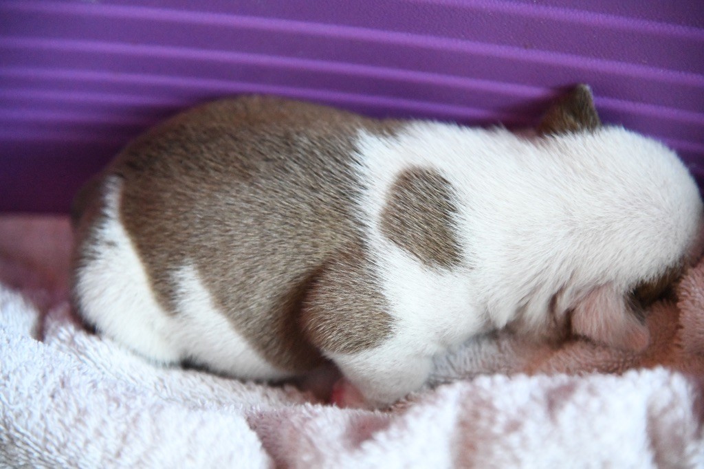 The Bull's Of Sweetness Marchal - Chiots disponibles - Bulldog Anglais