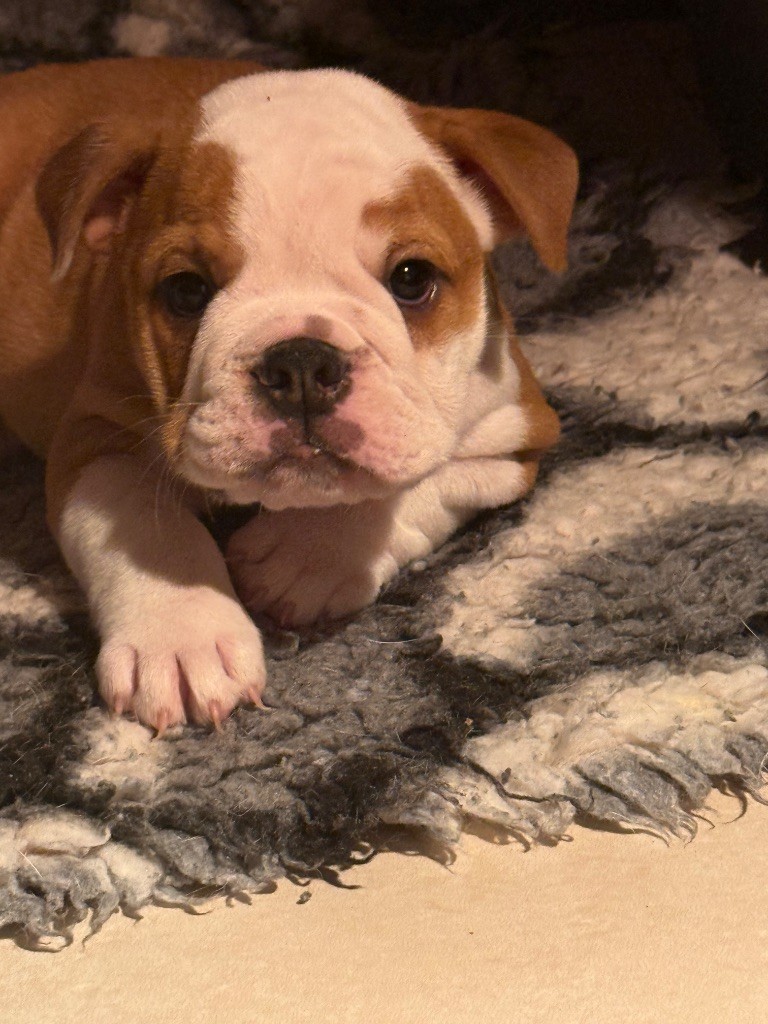 The Bull's Of Sweetness Marchal - Chiots disponibles - Bulldog Anglais