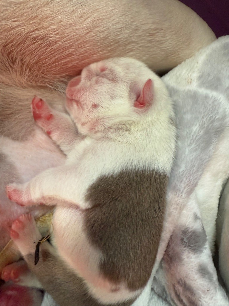 The Bull's Of Sweetness Marchal - Chiots disponibles - Bulldog Anglais
